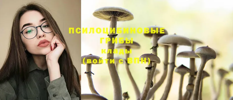 ОМГ ОМГ онион  Алагир  Галлюциногенные грибы Psilocybine cubensis 